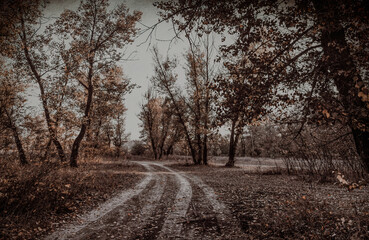 Obraz premium Sunny autumn evening over the hollow 