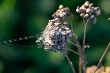 The light coloured spider Araneus (cross spider) sits and hides itself on a withered plant. Blurry green grass is visible in the background.
