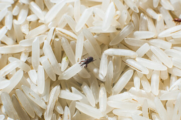 Rice weevil in a pile of rice
