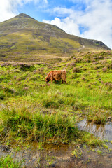 Fototapeta na wymiar Highland Scottish cow grazes, landscape