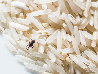 Rice weevil in a pile of rice