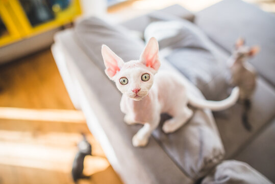 Devon rex lovely cat in a flat 