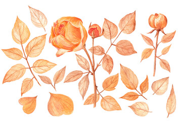 Set of rose branches, leaves and petals. Watercolor hand-drawn botanical illustration in orange color range on a white isolated background. 