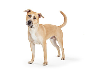 Beautiful Labrador Staffordshire Crossbreed Dog Standing