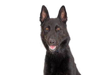Black Shepherd Dog With Happy Expression Closeup