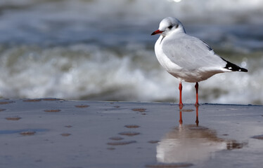 bird