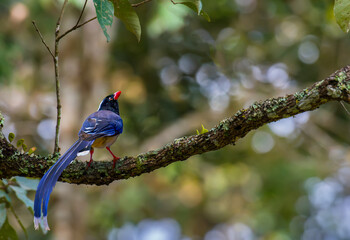 Red-billed blue magpie on branch in nature