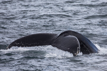 Fototapeta premium Tail fluke photo of a humpback whale diving into the ocean.
