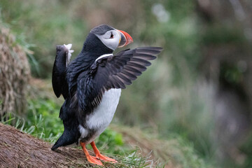 A puffin flaps its wings to dry itself after the rain.