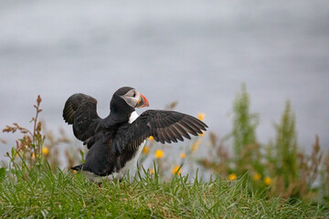 A puffin flaps its wings to dry itself after the rain.