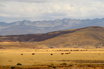 Rinderherde auf der Hochebene Perus