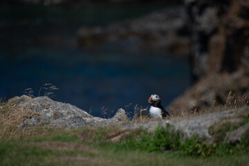 atlantic puffin 