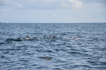 Fototapeta premium dauphin