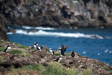 Obraz premium atlantic puffin 