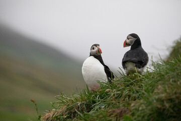 A pair of puffins perched on a cliff along the coast of Iceland.