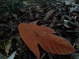tree leaves that have a brown color