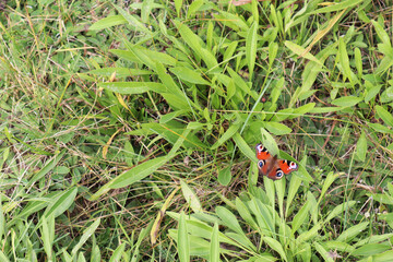Selective soft focus. Beautiful butterfly on the grass. Summer and beauty concept. Place for inscription.