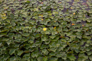 Water lilies with yellow flower