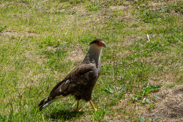 Patagonia bird
