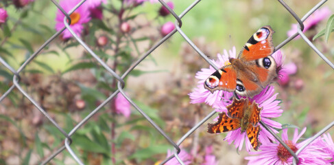 Selective soft focus. Beautiful butterfly on a flower. Summer and beauty concept. Place for inscription, banner.