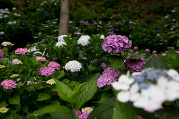 紫陽花の花