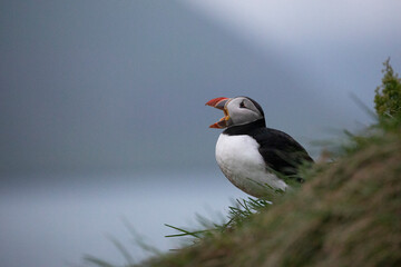 A colourful Atlantic puffin calls out after returning to its colony. 