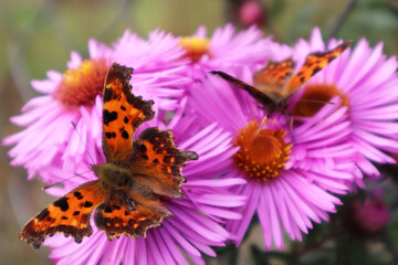 Selective soft focus. Two butterflies on flowers. Summer and beauty concept. Close-up.