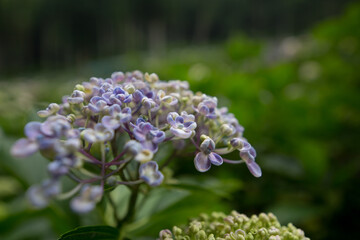 Fototapeta premium 紫陽花の花