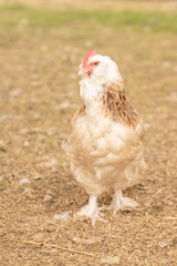 pedigree hen in a farm