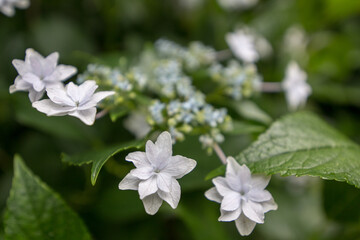 紫陽花の花