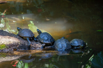 Fototapeta premium turtle on the water