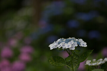 紫陽花の花