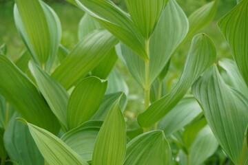 茎　植物　