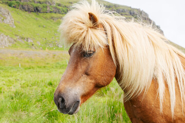 Obraz premium Close up of an Icelandic horse with a cute mane.