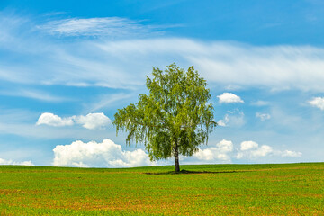 Fototapeta na wymiar Lonely tree on a grassy meadow with blue sky and clouds at spring time.