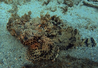 Fototapeta na wymiar Large scorpion fish