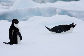 Adelie penguin © Suzie