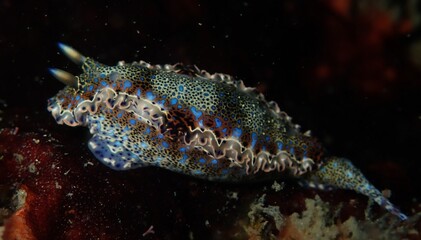 Nudibranch on coral