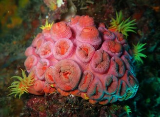 Large pink anemone cluster