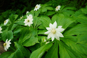 キヌガサソウ　高山植物　花　白い　夏
