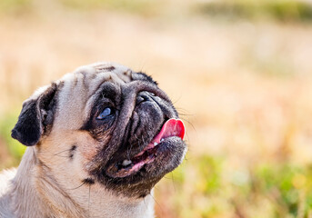 Fototapeta premium Portrait of beautiful pug puppy dog half- face with tonghe sticked out on nature background