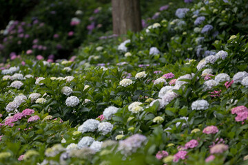 紫陽花の花