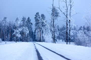 the road goes into the winter gloomy forest, in the background tall pines in the snow