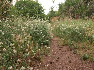 View on a road in the forest