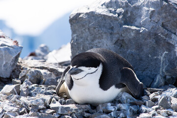 Chinstrap penguin on nest © Suzie
