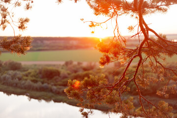 sunset through pine branches, in the background the river and the green field