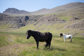 A black Icelandic horse walks slowly through the grassy hills.