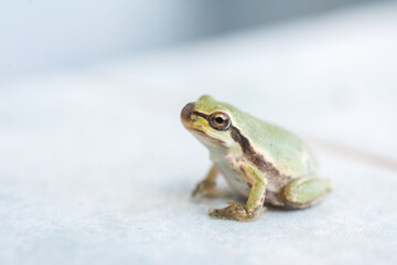 Macro shot of a small frog