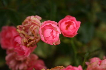Pink vibrant garden roses on the green shrub. Blooming background.