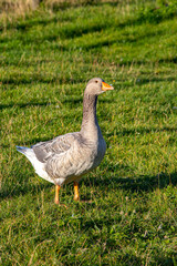 Gans im Gras